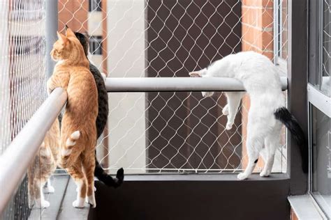 cat screen for balcony|cat proof your balcony.